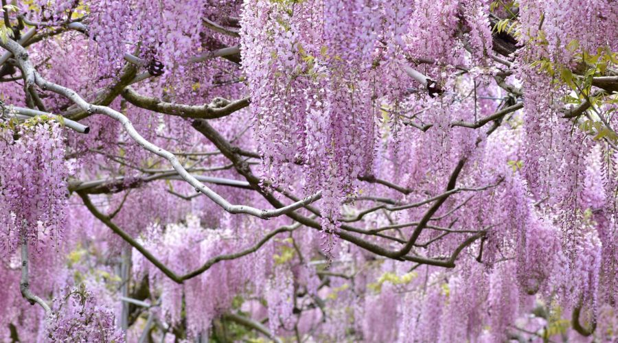 安井金毘羅宮の藤の花