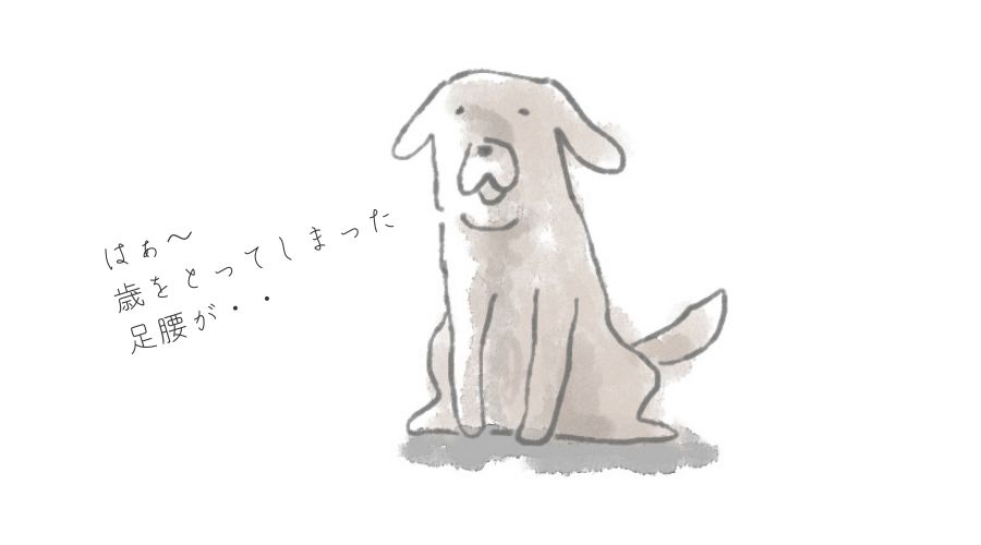 年老いた犬